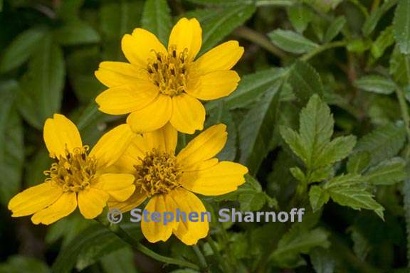 tagetes nelsonii 2 graphic